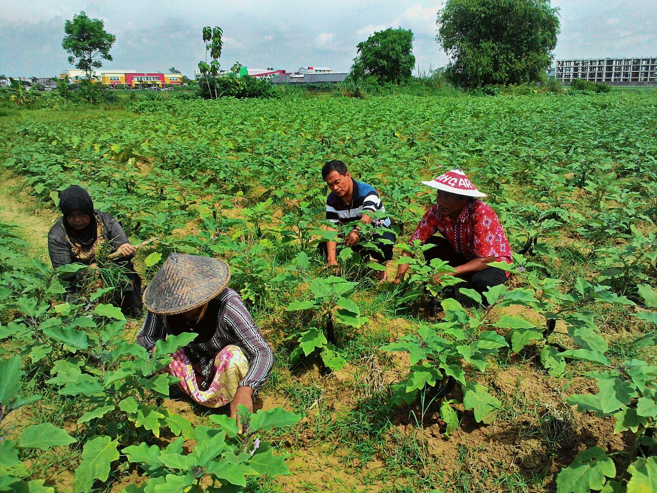 Kebun Sayuran Desa Bojong